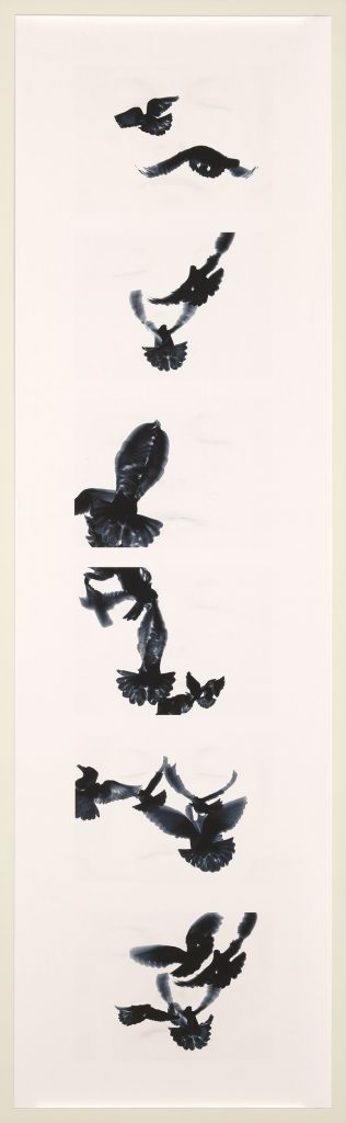 Agnes Guillaume